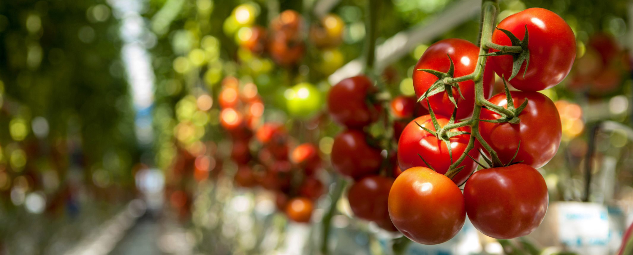 Truss tomato in green house