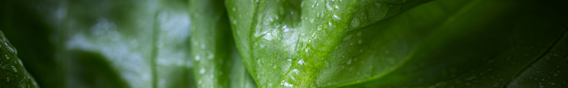 lettuce leaf very close up