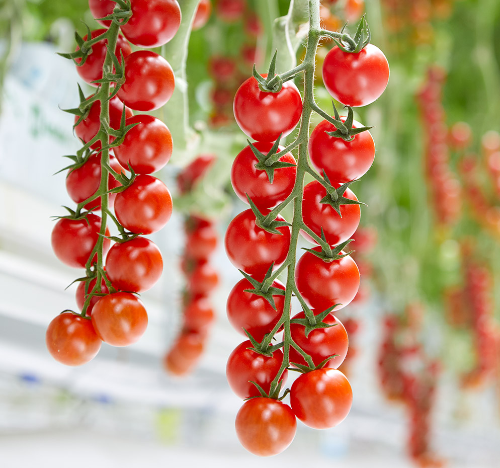 Cherry tomato Fraser paradise