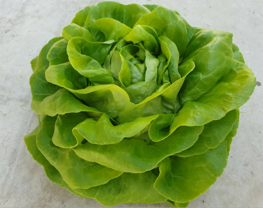 Lettuce butterhead Edward