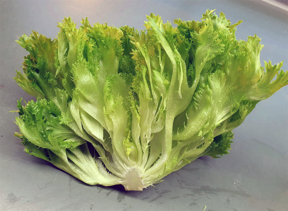 Lettuce crispy E01C12867 cross section