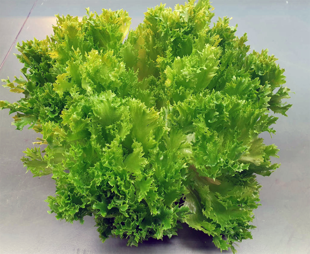 Lettuce crispy E01C12867 top