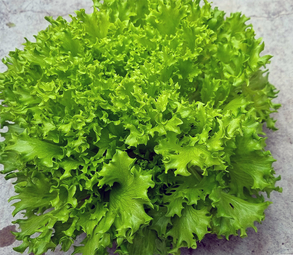 Leafy lettuce Anneli