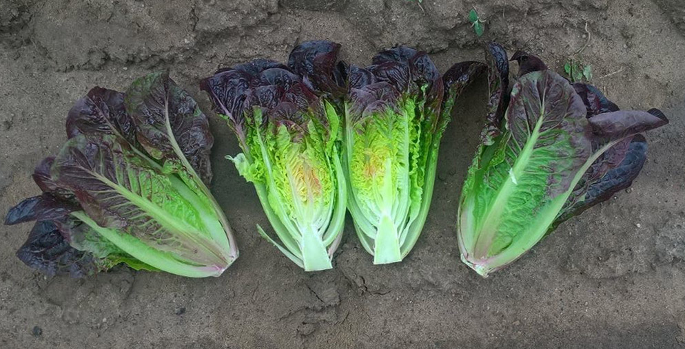 Romaine lettuce Faramir
