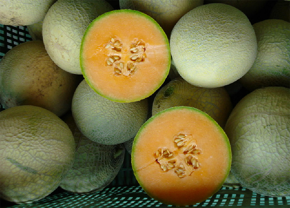 Italian nettend melon E815024