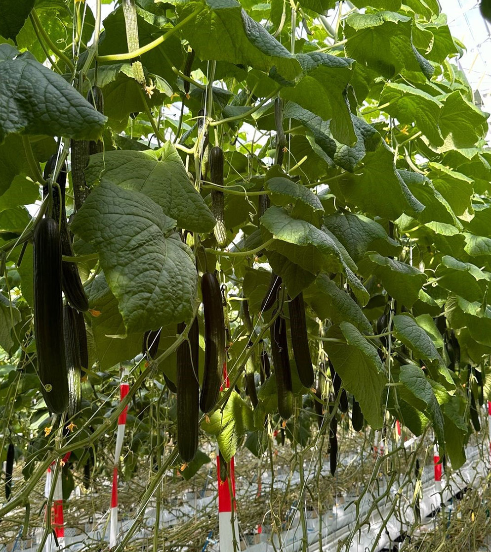 Let Cucumber Dee Star in a greenhouse