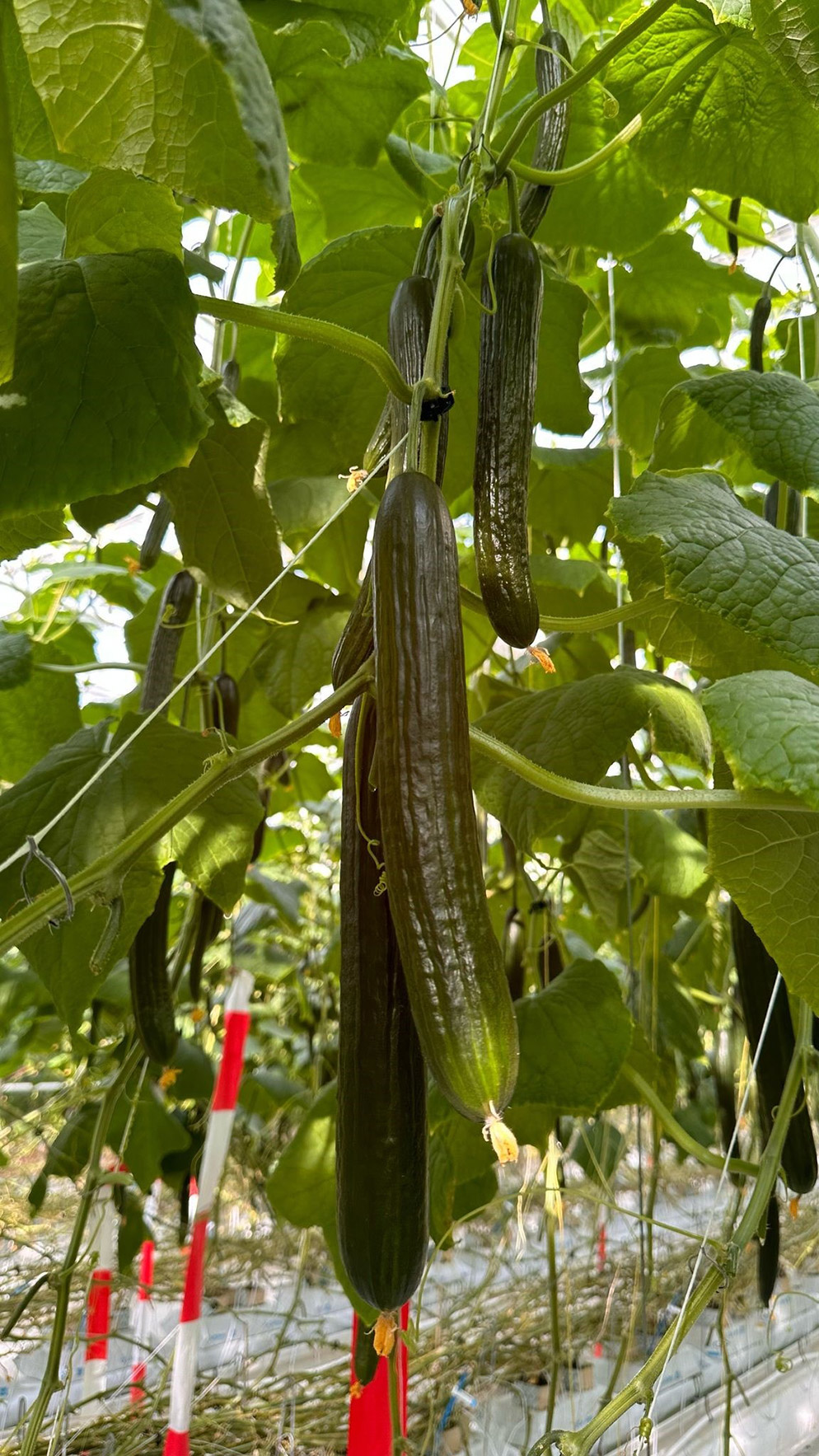 Let cucumber Dee Star on the vine