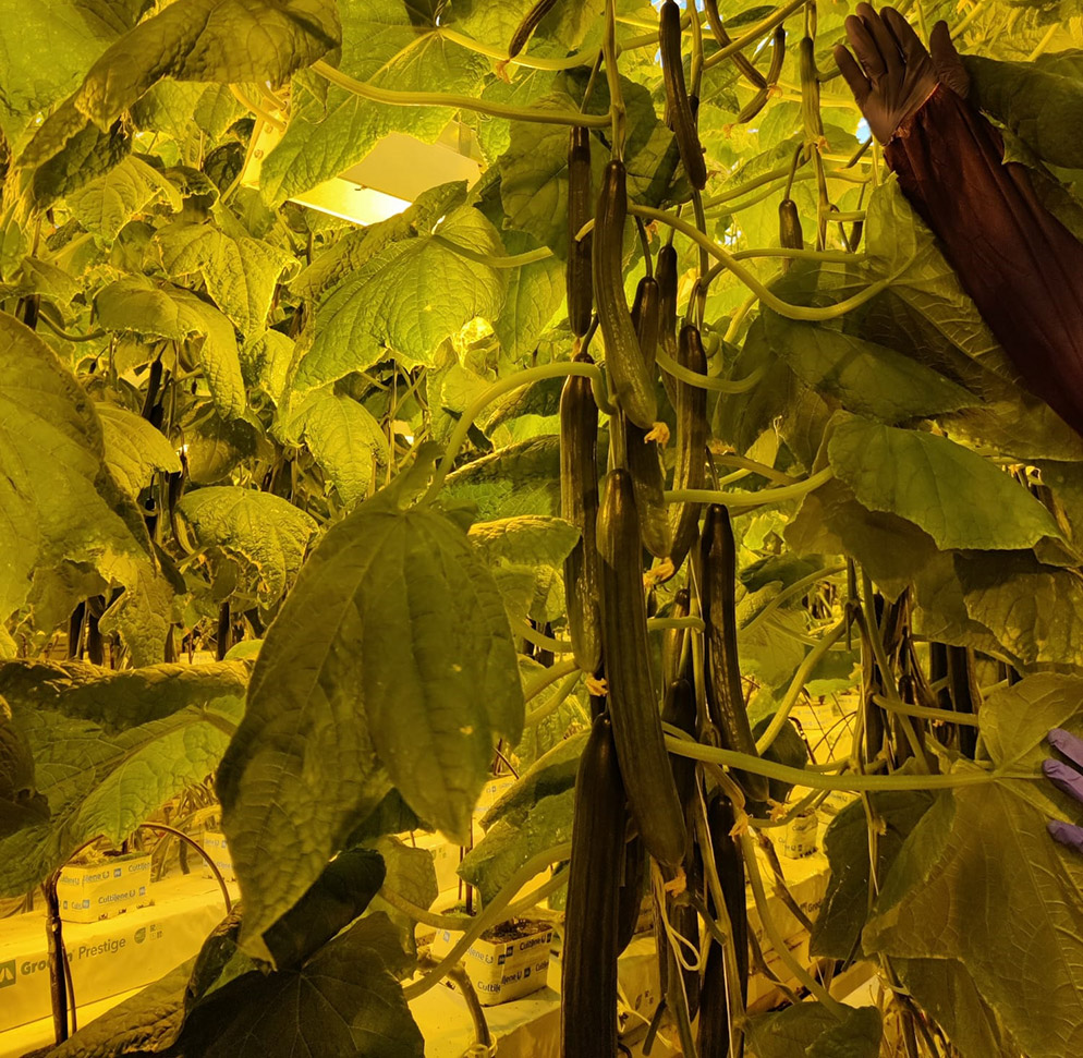 Cucumber LET Dee Velope