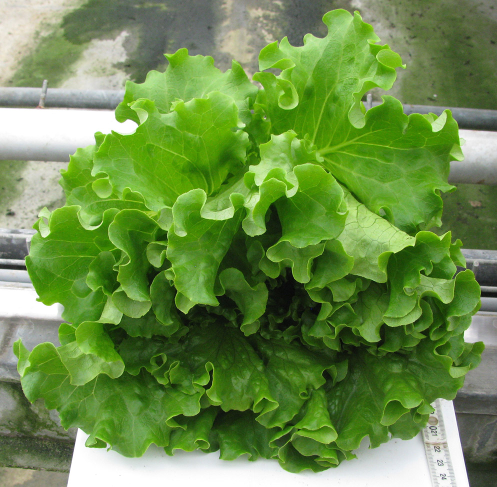 Hydroponic Batavia lettuce Aveleda