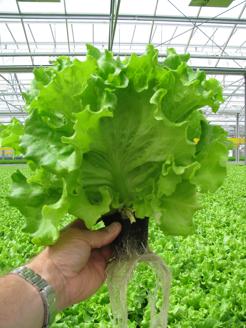 Hydroponic Batavia lettuce Caipira