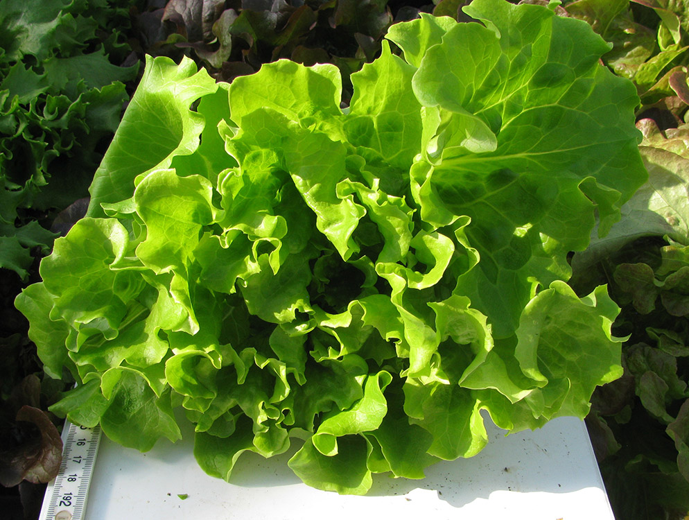 Batavia lettuce Vaidosa