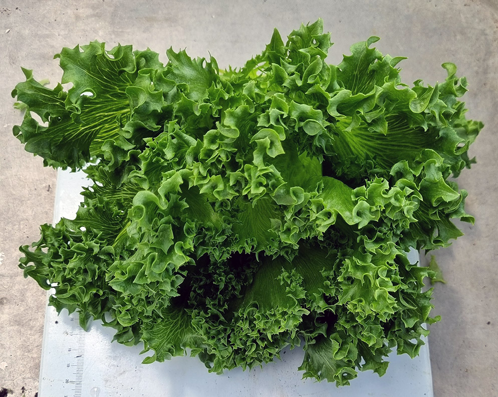 Hydroponic Crispy lettuce Crismina