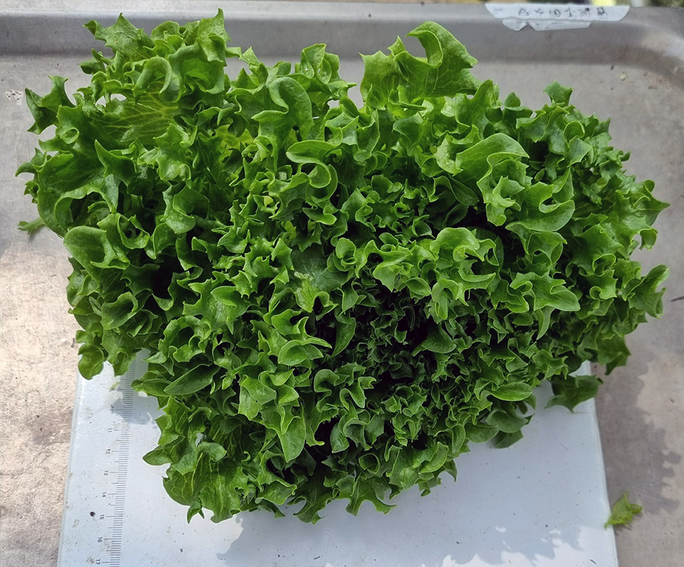 Hydroponic lettuce Cristabel