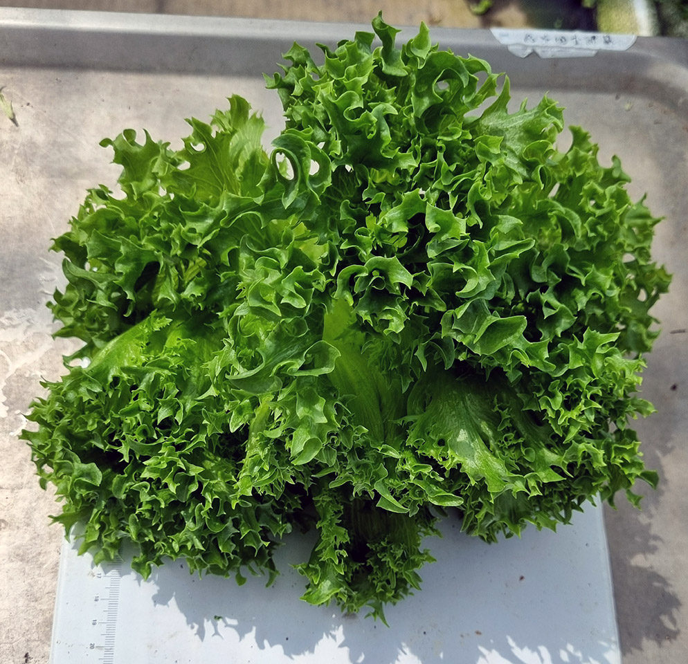 Hydroponic Crispy lettuce E01C.12867