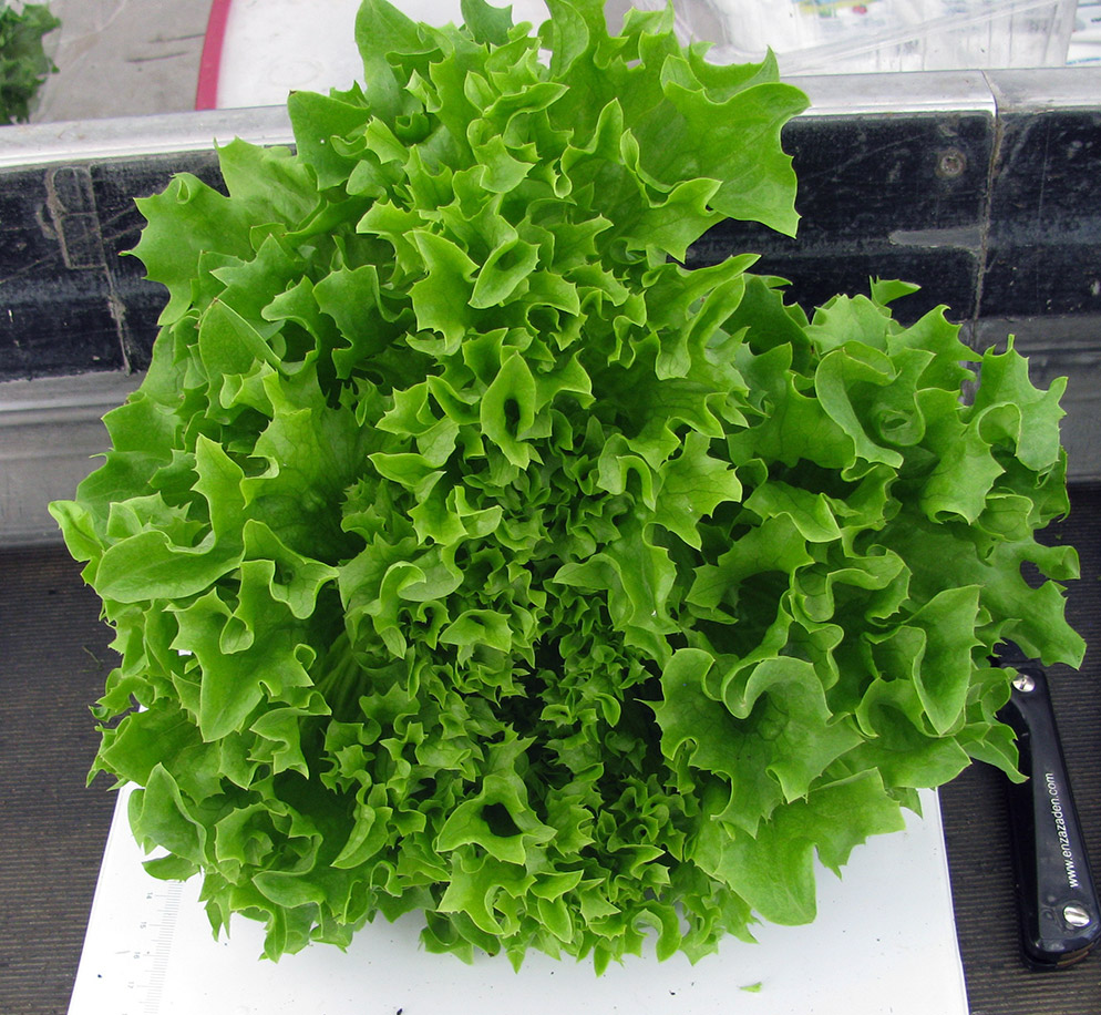 Hydroponic lettuce Greenleaf Veery