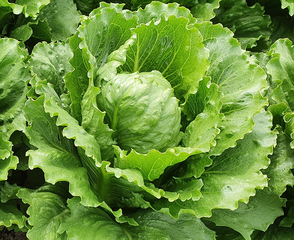 Romaine lettuce Cospenza
