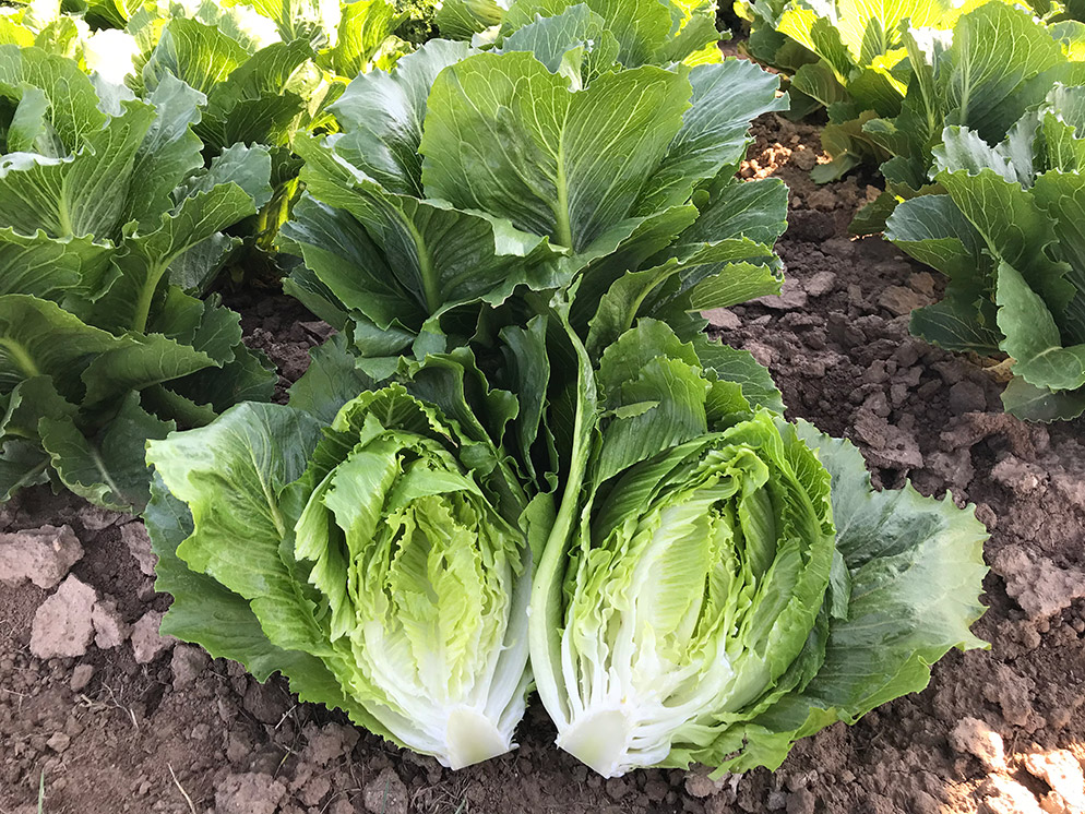 Romaine lettuce Cospenza