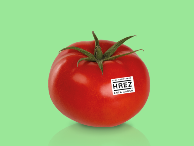 Single tomato with a HREZ sticker on it, on a light green background