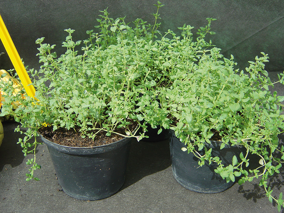 Thyme German Winter