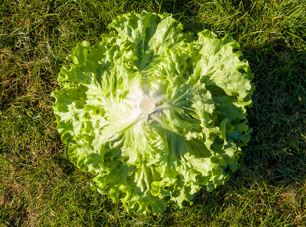 Lettuce batavia Aveleda