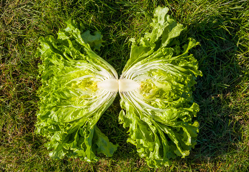 Lettuce batavia Aveleda