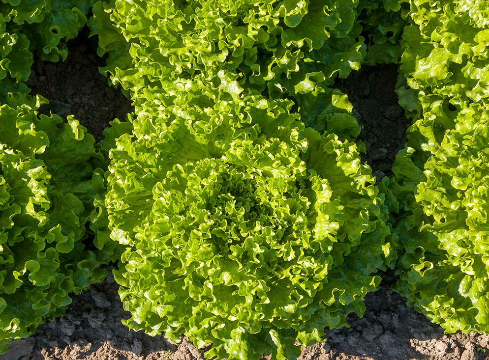 Lettuce batavia Aveleda