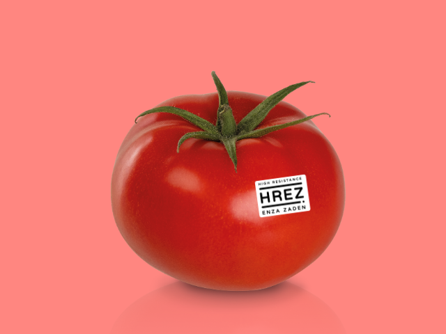 Tomato