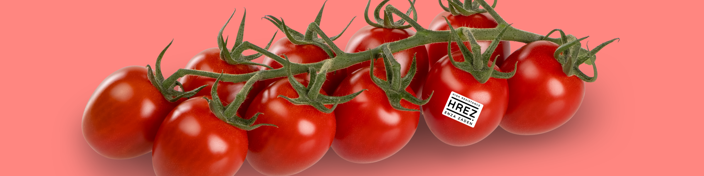 Tomato with label HREZ sticked to it, in a hand