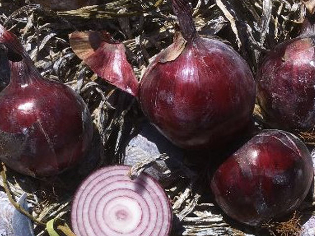 Red Onion E61D.10441