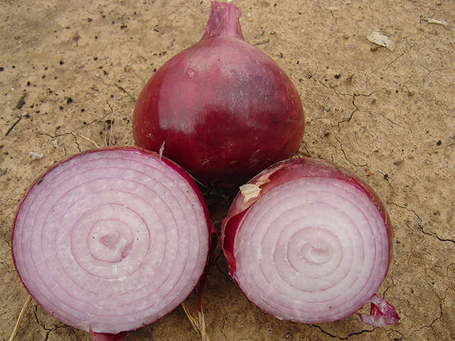 cebolla roja cabernet