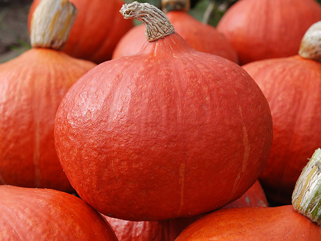 Red Pumpkin Orange Summer