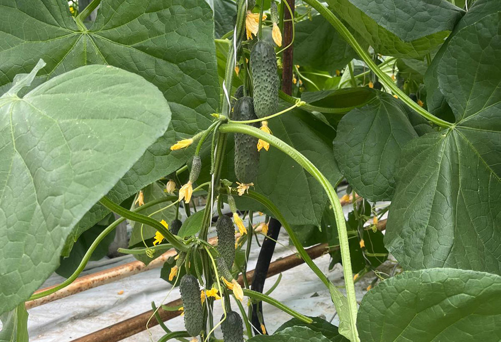 Pickling Cucumber E23P.2411