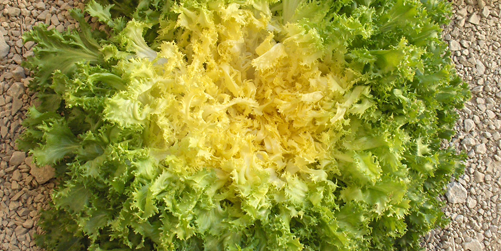 Endive Domari