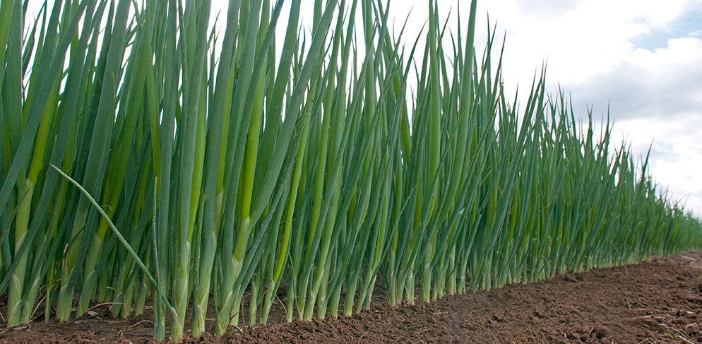 Bunching onion Estafette