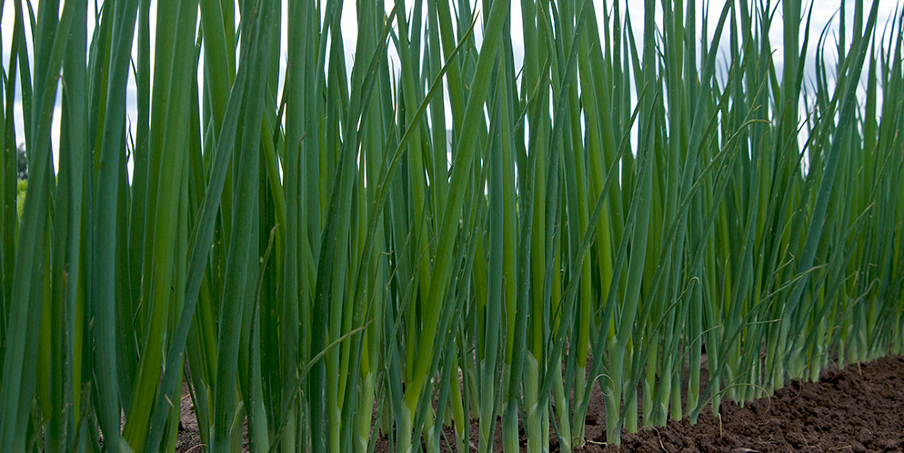 Bunching onion Tycoon