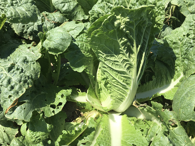 Chinese Cabbage Preduro Front