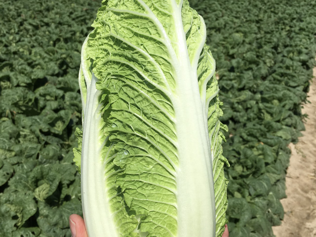 Chinese Cabbage Preduro standing