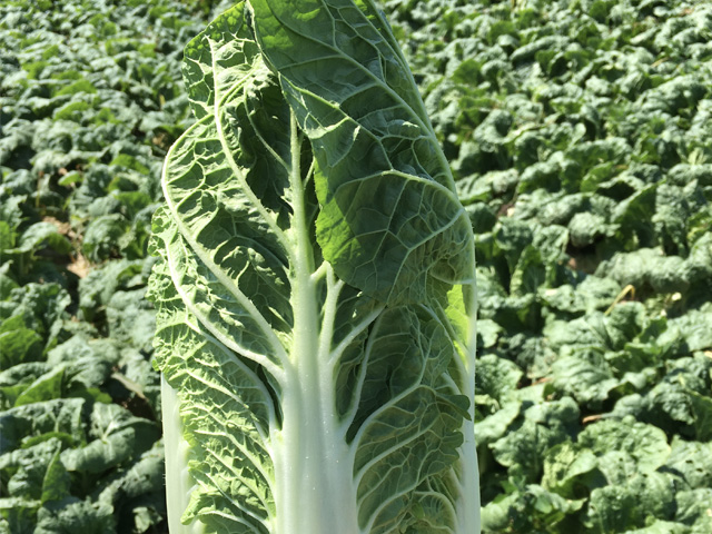 Chinese Cabbage Preduro Up