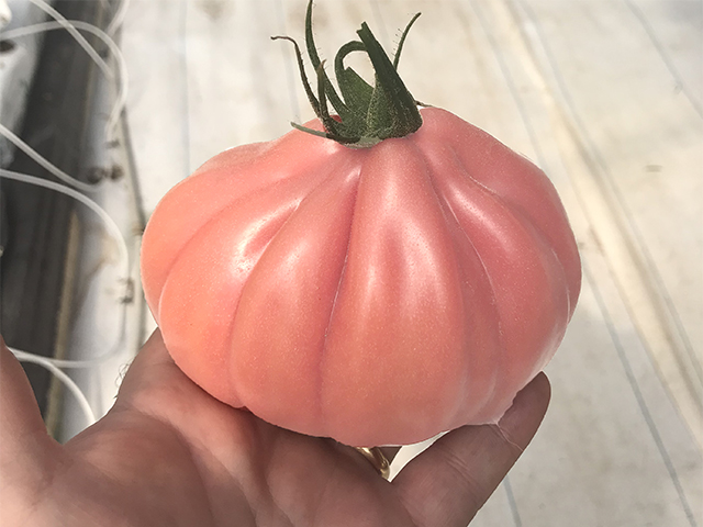 Sementi orticole di pomodoro rosa cuore di bue MamiPink by Enza Zaden