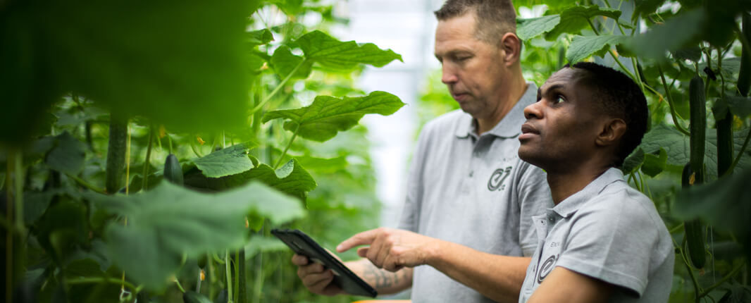 Enza Zaden breeders checking the cucumber plants