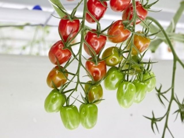 HREZ Mini Plum tomato Icaria by Enza Zaden