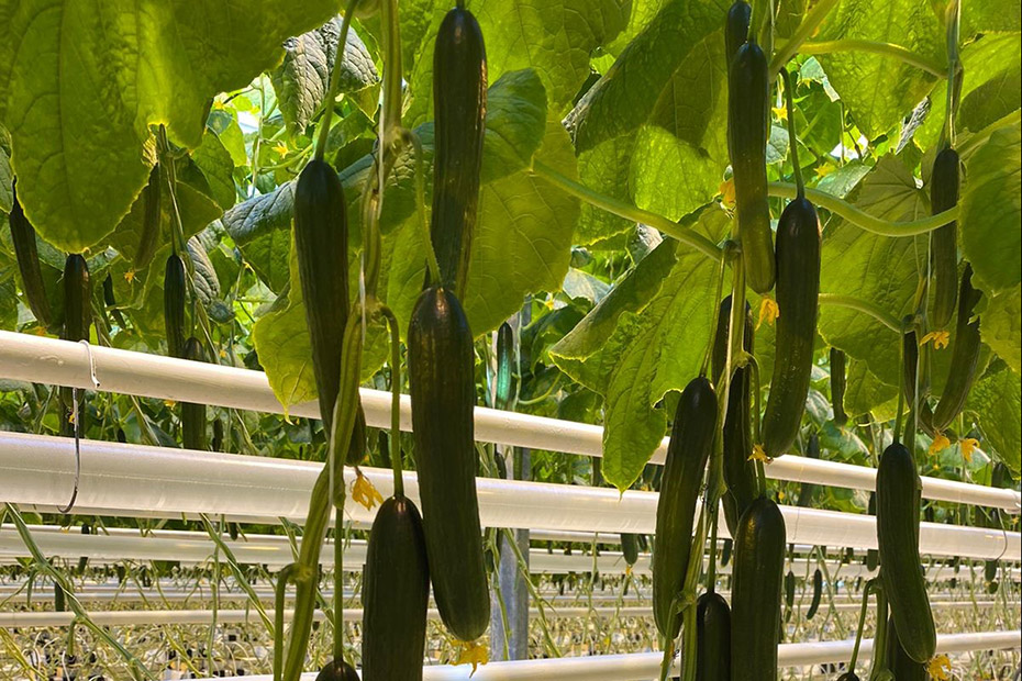 Cucumber midi E23M.2504 F1