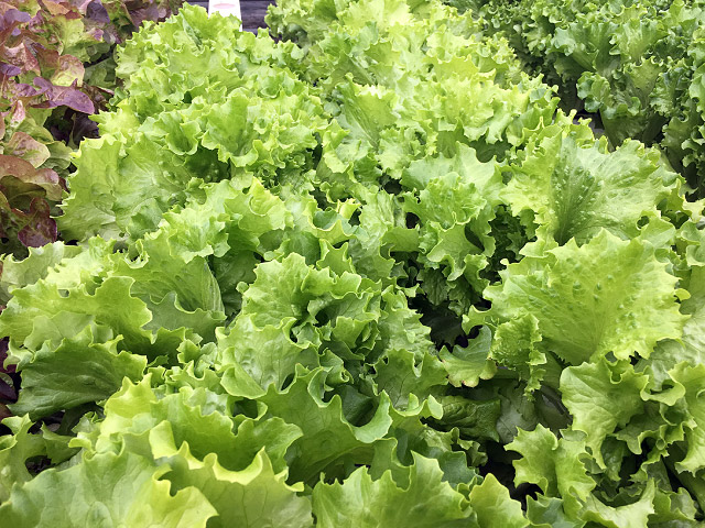 vaidosa lettuce