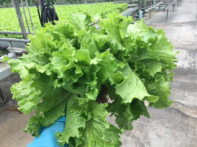 vaidosa lettuce