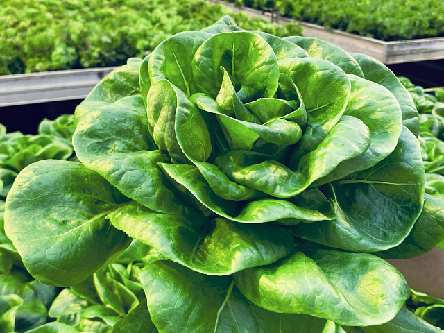 lettuce casey