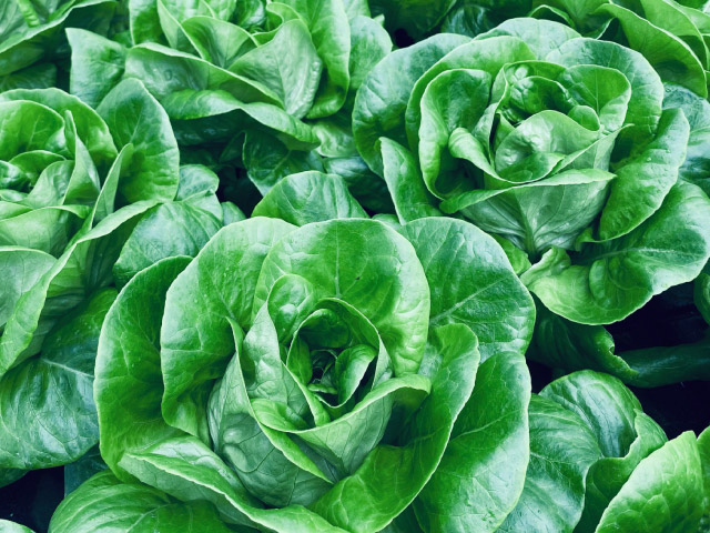 lettuce casey