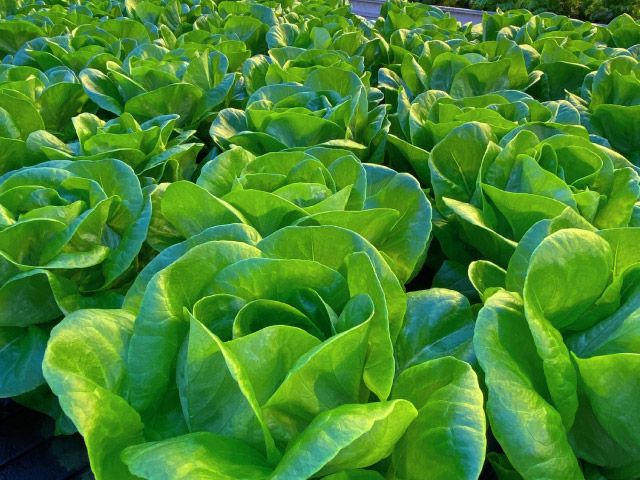 lettuce casey