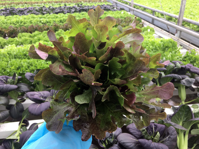 buckley lettuce