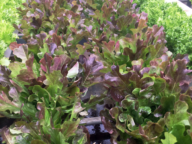 buckley lettuce