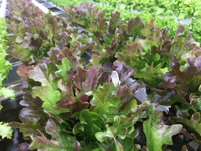 buckley lettuce